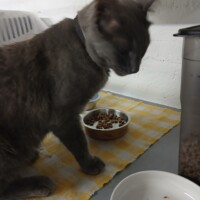 visites de chats à domicile sur Soisy-sous-Montmorency, Eaubonne, Enghien-les-Bains 104 789933055