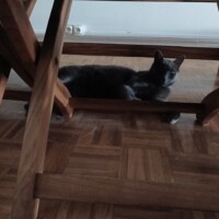 visites de chats à domicile sur Soisy-sous-Montmorency, Eaubonne, Enghien-les-Bains 103 1690837242