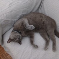 visites de chats à domicile sur Soisy-sous-Montmorency, Eaubonne, Enghien-les-Bains 102 108820330
