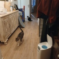 visites de chats à domicile sur Soisy-sous-Montmorency, Eaubonne, Enghien-les-Bains 101 2139266211