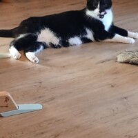 visites de chats à domicile sur Soisy-sous-Montmorency, Eaubonne, Enghien-les-Bains 100 4269651374