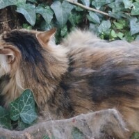 visites de chats à domicile sur Soisy-sous-Montmorency, Eaubonne, Enghien-les-Bains 99 2917227069
