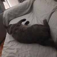visites de chats à domicile sur Soisy-sous-Montmorency, Eaubonne, Enghien-les-Bains 98 566375216