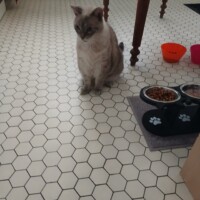 visites de chats à domicile sur Soisy-sous-Montmorency, Eaubonne, Enghien-les-Bains 97 1929808728