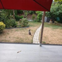 visites de chats à domicile sur Soisy-sous-Montmorency, Eaubonne, Enghien-les-Bains 96 3295265730