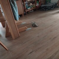 visites de chats à domicile sur Soisy-sous-Montmorency, Eaubonne, Enghien-les-Bains 95 2586264057