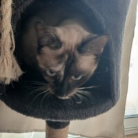 visites de chats à domicile sur Soisy-sous-Montmorency, Eaubonne, Enghien-les-Bains 94 2254856036