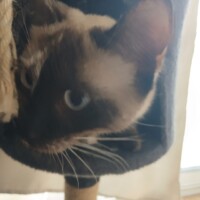 visites de chats à domicile sur Soisy-sous-Montmorency, Eaubonne, Enghien-les-Bains 93 1206878942