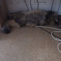visites de chats à domicile sur Soisy-sous-Montmorency, Eaubonne, Enghien-les-Bains 92 3427255006