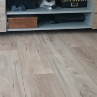 visites de chats à domicile sur Soisy-sous-Montmorency, Eaubonne, Enghien-les-Bains 90 1334058014