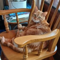 visites de chats à domicile sur Soisy-sous-Montmorency, Eaubonne, Enghien-les-Bains 89 3507882729