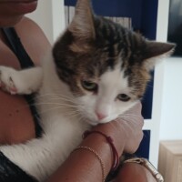 visites de chats à domicile sur Soisy-sous-Montmorency, Eaubonne, Enghien-les-Bains 88 2720840243