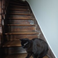 visites de chats à domicile sur Soisy-sous-Montmorency, Eaubonne, Enghien-les-Bains 87 1372948233