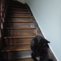 visites de chats à domicile sur Soisy-sous-Montmorency, Eaubonne, Enghien-les-Bains 86 1488980298