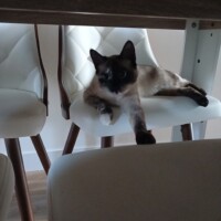 visites de chats à domicile sur Soisy-sous-Montmorency, Eaubonne, Enghien-les-Bains 85 663700458