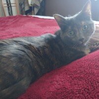 visites de chats à domicile sur Soisy-sous-Montmorency, Eaubonne, Enghien-les-Bains 84 1351607384