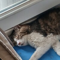 visites de chats à domicile sur Soisy-sous-Montmorency, Eaubonne, Enghien-les-Bains 83 2984716797