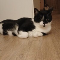 visites de chats à domicile sur Soisy-sous-Montmorency, Eaubonne, Enghien-les-Bains 81 174508007