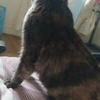 visites de chats à domicile sur Soisy-sous-Montmorency, Eaubonne, Enghien-les-Bains 79 2695015322