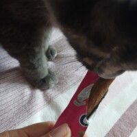 visites de chats à domicile sur Soisy-sous-Montmorency, Eaubonne, Enghien-les-Bains 77 2555740963