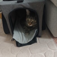visites de chats à domicile sur Soisy-sous-Montmorency, Eaubonne, Enghien-les-Bains 76 3803379891