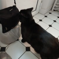 visites de chats à domicile sur Soisy-sous-Montmorency, Eaubonne, Enghien-les-Bains 75 1803592632