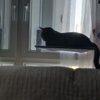 visites de chats à domicile sur Soisy-sous-Montmorency, Eaubonne, Enghien-les-Bains 73 2555552855