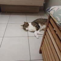 visites de chats à domicile sur Soisy-sous-Montmorency, Eaubonne, Enghien-les-Bains 70 2148270651