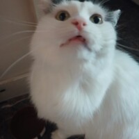 visites de chats à domicile sur Soisy-sous-Montmorency, Eaubonne, Enghien-les-Bains 69 3957285705