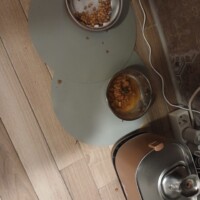 visites de chats à domicile sur Soisy-sous-Montmorency, Eaubonne, Enghien-les-Bains 68 1896998453