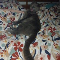 visites de chats à domicile sur Soisy-sous-Montmorency, Eaubonne, Enghien-les-Bains, Margency et Andilly 20