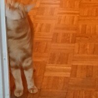 visites de chats à domicile sur Soisy-sous-Montmorency, Eaubonne, Enghien-les-Bains, Margency et Andilly 46