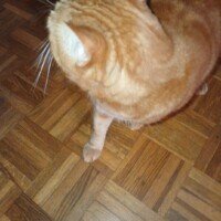 visites de chats à domicile sur Soisy-sous-Montmorency, Eaubonne, Enghien-les-Bains, Margency et Andilly 45