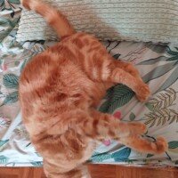 visites de chats à domicile sur Soisy-sous-Montmorency, Eaubonne, Enghien-les-Bains, Margency et Andilly 44