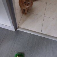 visites de chats à domicile sur Soisy-sous-Montmorency, Eaubonne, Enghien-les-Bains, Margency et Andilly 43