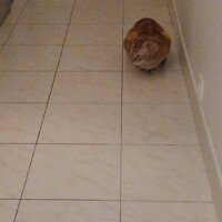 visites de chats à domicile sur Soisy-sous-Montmorency, Eaubonne, Enghien-les-Bains, Margency et Andilly 42