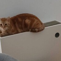 visites de chats à domicile sur Soisy-sous-Montmorency, Eaubonne, Enghien-les-Bains, Margency et Andilly 41