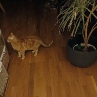 visites de chats à domicile sur Soisy-sous-Montmorency, Eaubonne, Enghien-les-Bains, Margency et Andilly 40