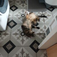 visites de chats à domicile sur Soisy-sous-Montmorency, Eaubonne, Enghien-les-Bains, Margency et Andilly 39