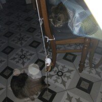 visites de chats à domicile sur Soisy-sous-Montmorency, Eaubonne, Enghien-les-Bains, Margency et Andilly 38