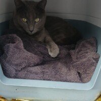 visites de chats à domicile sur Soisy-sous-Montmorency, Eaubonne, Enghien-les-Bains, Margency et Andilly 22
