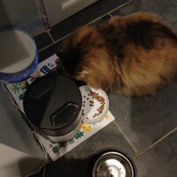 visites de chats à domicile sur Soisy-sous-Montmorency, Eaubonne, Enghien-les-Bains, Margency et Andilly 12 garde chat soisy sous montmorency