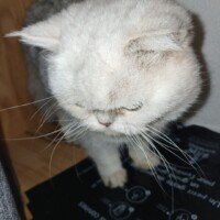 visites de chats à domicile sur Soisy-sous-Montmorency, Eaubonne, Enghien-les-Bains, Margency et Andilly 21