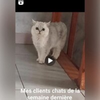 visites de chats à domicile sur Soisy-sous-Montmorency, Eaubonne, Enghien-les-Bains 56