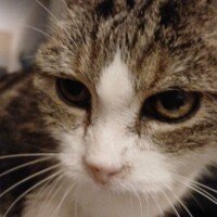 visites de chats à domicile sur Soisy-sous-Montmorency, Eaubonne, Enghien-les-Bains, Margency et Andilly 32
