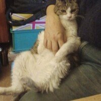 visites de chats à domicile sur Soisy-sous-Montmorency, Eaubonne, Enghien-les-Bains, Margency et Andilly 31