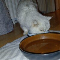 visites de chats à domicile sur Soisy-sous-Montmorency, Eaubonne, Enghien-les-Bains, Margency et Andilly 23