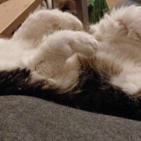 visites de chats à domicile sur Soisy-sous-Montmorency, Eaubonne, Enghien-les-Bains, Margency et Andilly 30