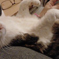 visites de chats à domicile sur Soisy-sous-Montmorency, Eaubonne, Enghien-les-Bains, Margency et Andilly 29
