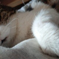 visites de chats à domicile sur Soisy-sous-Montmorency, Eaubonne, Enghien-les-Bains, Margency et Andilly 28